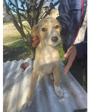 Beta, uma fofura!