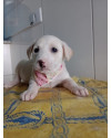 maia-filhote-small-0