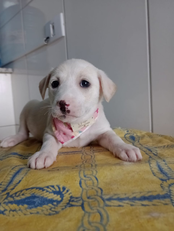 maia-filhote-adocao-doacao-cachorro-gato-0