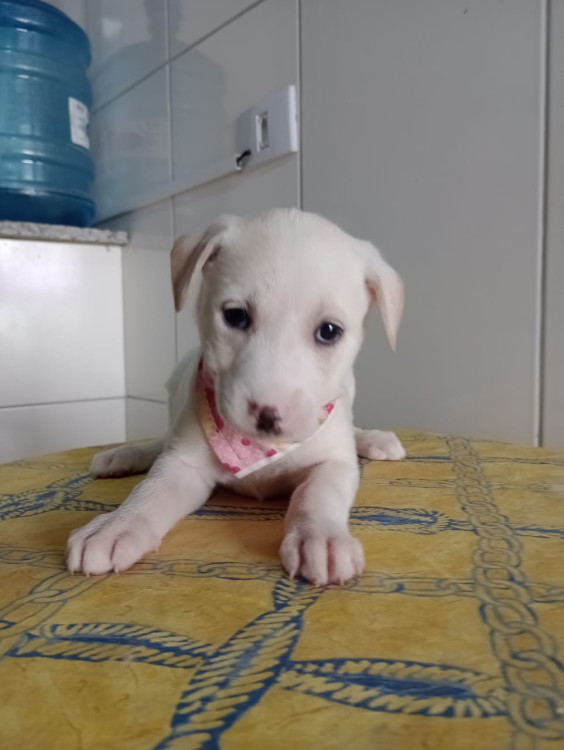 maia-filhote-adocao-doacao-cachorro-gato-1
