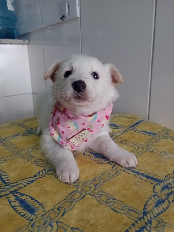 clarinha-filhote-adocao-doacao-cachorro-gato-0