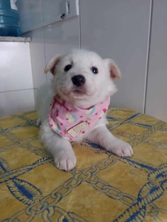 clarinha-filhote-adocao-doacao-cachorro-gato-1