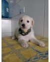 mel-filhote-small-0