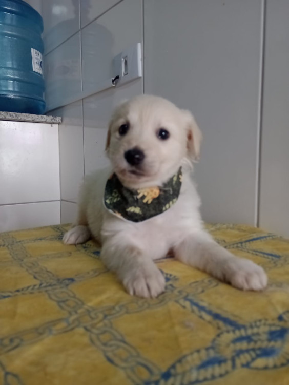 mel-filhote-adocao-doacao-cachorro-gato-0