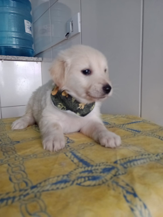 mel-filhote-adocao-doacao-cachorro-gato-1