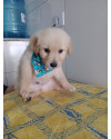 marley-filhote-small-1