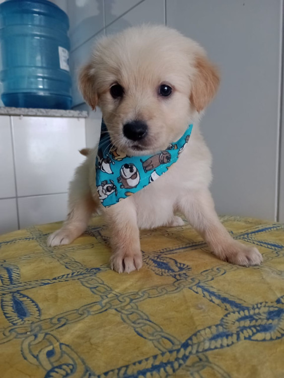 marley-filhote-adocao-doacao-cachorro-gato-0