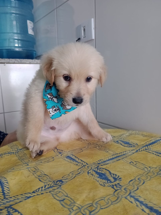 marley-filhote-adocao-doacao-cachorro-gato-1