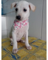 belinha-filhote-small-1