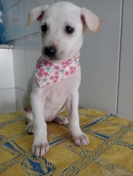 belinha-filhote-adocao-doacao-cachorro-gato-1