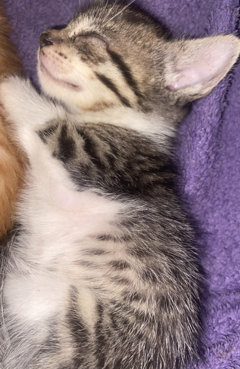 amora-filhotinha-adocao-doacao-cachorro-gato-0