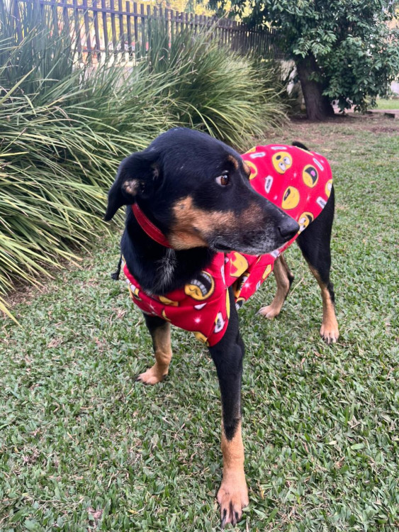 preto-docura-para-adocao-adocao-doacao-cachorro-gato-1