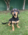 adocao-guandu-small-3
