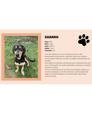 ADOÇÃO GUANDU