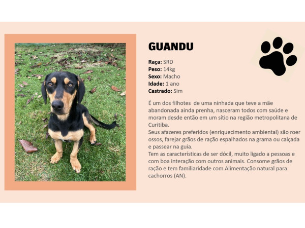 adocao-guandu-adocao-doacao-cachorro-gato-0