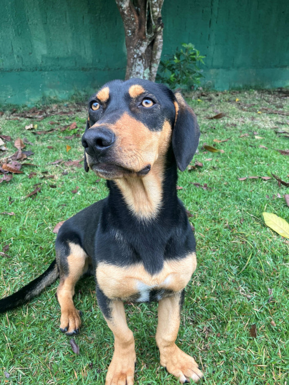 adocao-guandu-adocao-doacao-cachorro-gato-1
