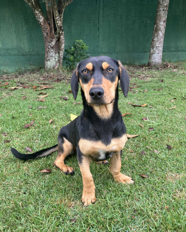 adocao-guandu-adocao-doacao-cachorro-gato-3