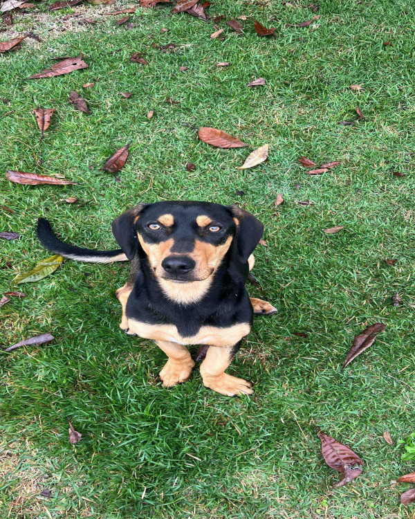 adocao-guandu-adocao-doacao-cachorro-gato-2