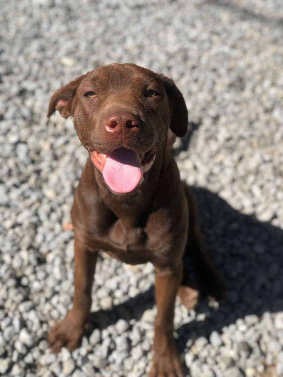 jade-procura-um-lar-cheio-de-amor-adocao-doacao-cachorro-gato-0