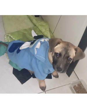 Procura-se um lar para este companheiro