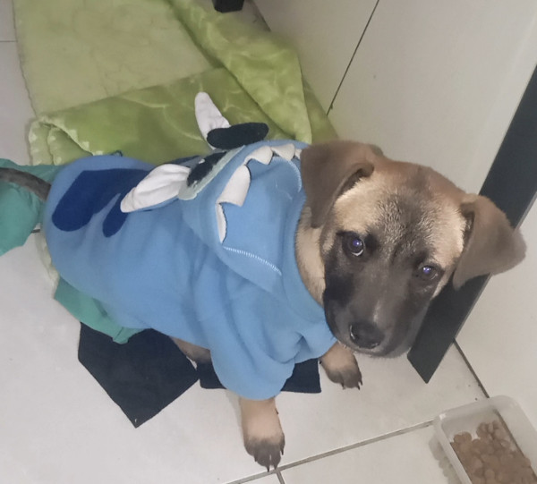 procura-se-um-lar-para-este-companheiro-adocao-doacao-cachorro-gato-0