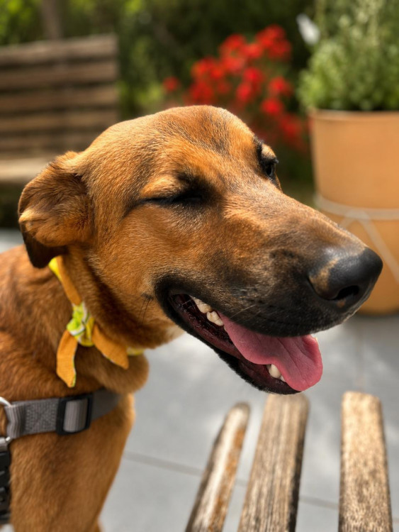 que-tal-um-amigo-para-seu-melhor-amigo-adocao-doacao-cachorro-gato-1