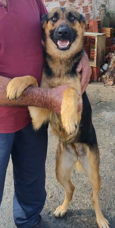 naila-adocao-doacao-cachorro-gato-0