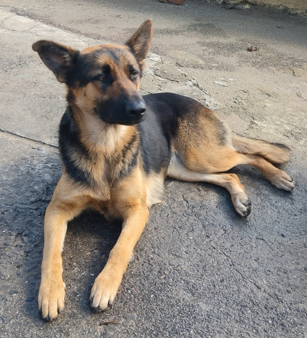 naila-adocao-doacao-cachorro-gato-1