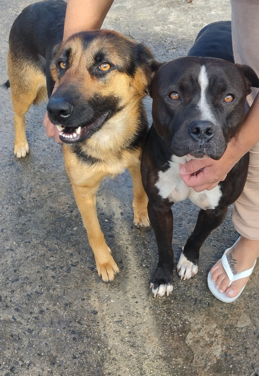 ice-adocao-doacao-cachorro-gato-1
