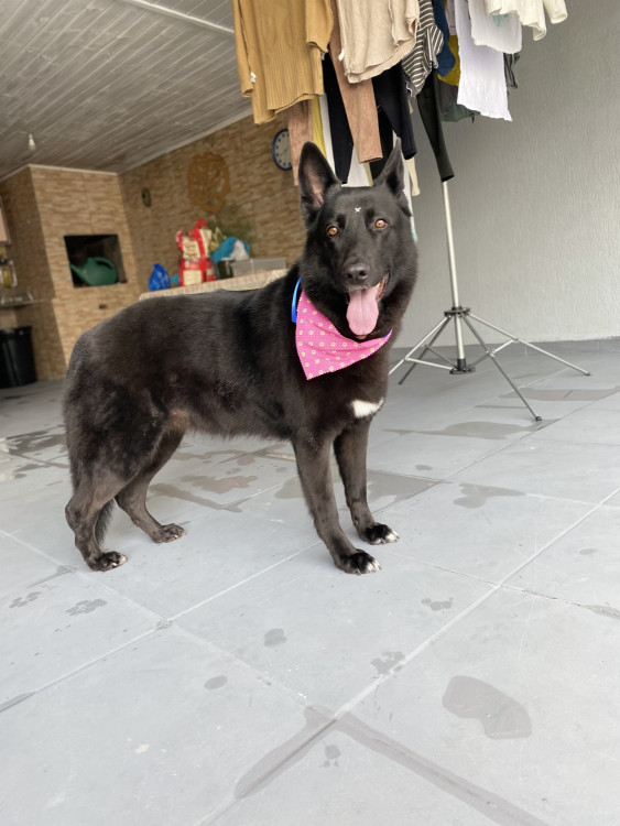 doacao-responsavel-pastor-alemao-adocao-doacao-cachorro-gato-3