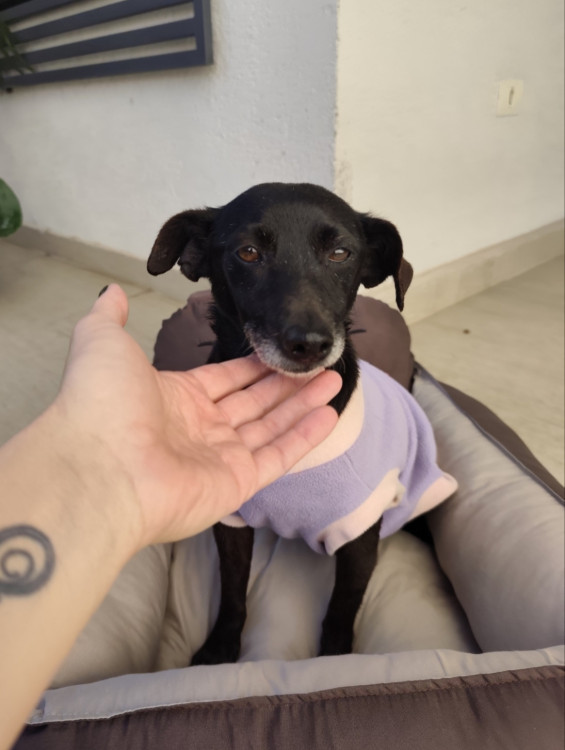 doce-detinha-adocao-doacao-cachorro-gato-0