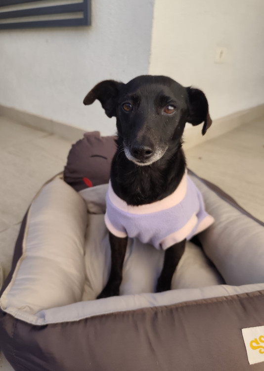 doce-detinha-adocao-doacao-cachorro-gato-2