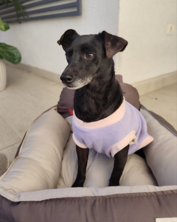 doce-detinha-adocao-doacao-cachorro-gato-3