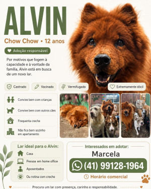 Alvin - Chow Chow de 12 anos para adoção responsável