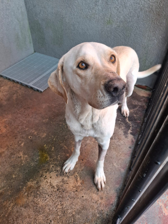 adote-a-clarice-do-amor-adocao-doacao-cachorro-gato-0