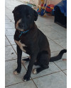 adocao-urgente-small-0