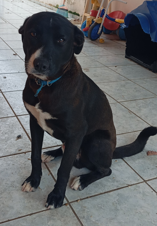 adocao-urgente-adocao-doacao-cachorro-gato-0