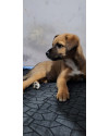 doacao-de-filhote-small-0