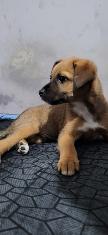 doacao-de-filhote-adocao-doacao-cachorro-gato-0