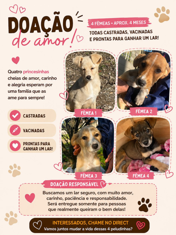 gama-so-se-pode-gamar-adocao-doacao-cachorro-gato-4
