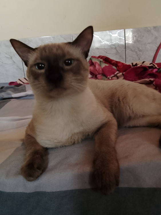 procura-se-um-lar-para-simon-adocao-doacao-cachorro-gato-0