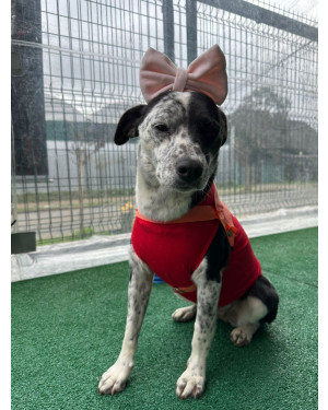 Myla para adoção