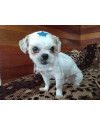 machinho-shitzu-pra-adocao-small-2
