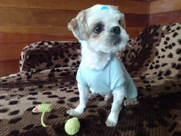 machinho-shitzu-pra-adocao-adocao-doacao-cachorro-gato-0