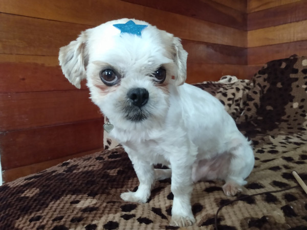 machinho-shitzu-pra-adocao-adocao-doacao-cachorro-gato-2