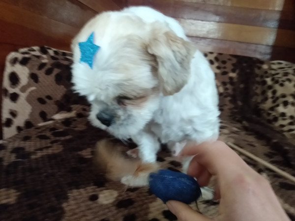 machinho-shitzu-pra-adocao-adocao-doacao-cachorro-gato-4