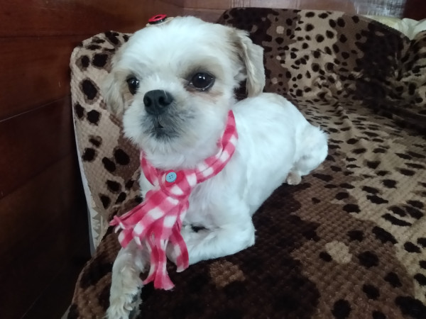 machinho-shitzu-pra-adocao-adocao-doacao-cachorro-gato-1