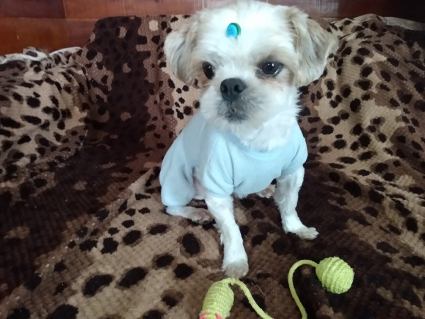 machinho-shitzu-pra-adocao-adocao-doacao-cachorro-gato-3