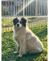 adote-a-pepita-small-2