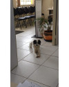 adote-a-pepita-small-4